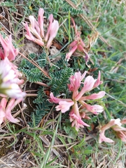 Astragalus monspessulanus monspessulanus