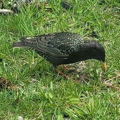 Sturnus vulgaris