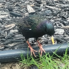 Sturnus vulgaris