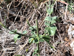 Rhinacanthus xerophilus
