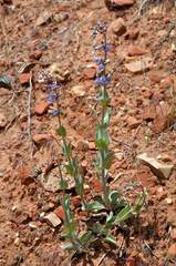Penstemon pachyphyllus congestus