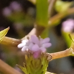Centranthus calcitrapae