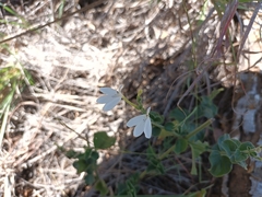 Rhinacanthus xerophilus