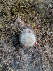 Mammillaria dixanthocentron