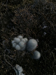 Mammillaria dixanthocentron