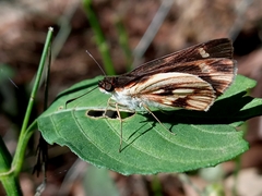 Vettius fantasos