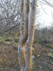 Bursera aptera