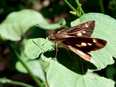 Vettius fantasos
