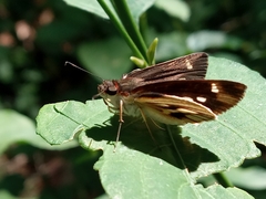 Vettius fantasos