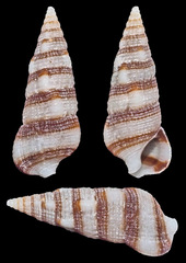 Cerithium zebrum