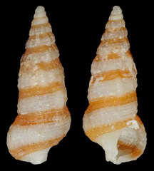 Cerithium zebrum
