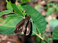 Vettius fantasos