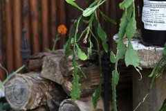 Disocactus ackermannii