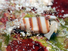 Cerithium zebrum