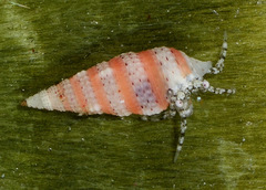 Cerithium zebrum