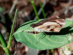 Vettius fantasos