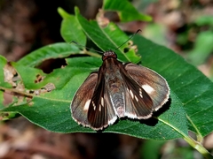 Vettius fantasos