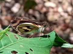 Vettius fantasos