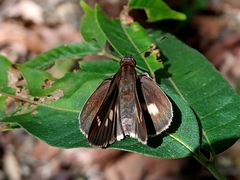 Vettius fantasos