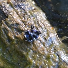 Anoplotrupes stercorosus