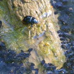 Anoplotrupes stercorosus