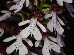 Orchis purpurea