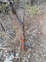 Bursera schlechtendalii