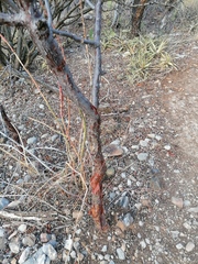 Bursera schlechtendalii