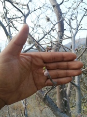 Bursera schlechtendalii