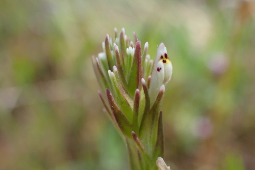 iNaturalist observation photo of valley tassels