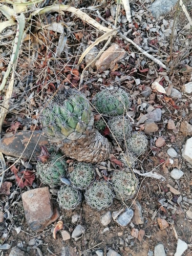Coryphantha pallida