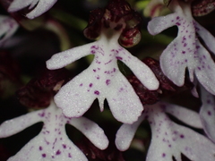 Orchis purpurea