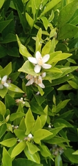 Styrax glabrescens