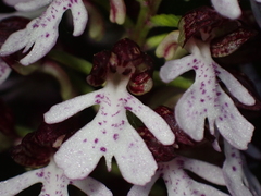 Orchis purpurea