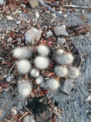 Mammillaria dixanthocentron