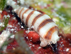 Cerithium zebrum
