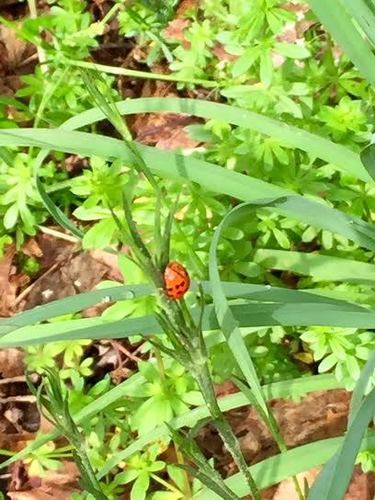 photo of Lady Beetles (Coccinellidae)