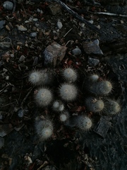 Mammillaria dixanthocentron