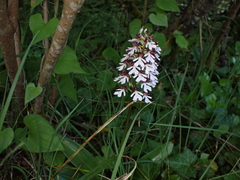 Orchis purpurea