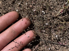 Leptosiphon pygmaeus