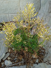 Centranthus calcitrapae