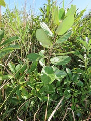 Diospyros galpinii