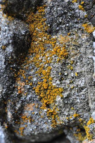 Caloplaca microthallina