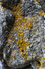 Flavoplaca microthallina