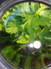 Alchemilla xanthochlora