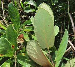 Diospyros galpinii