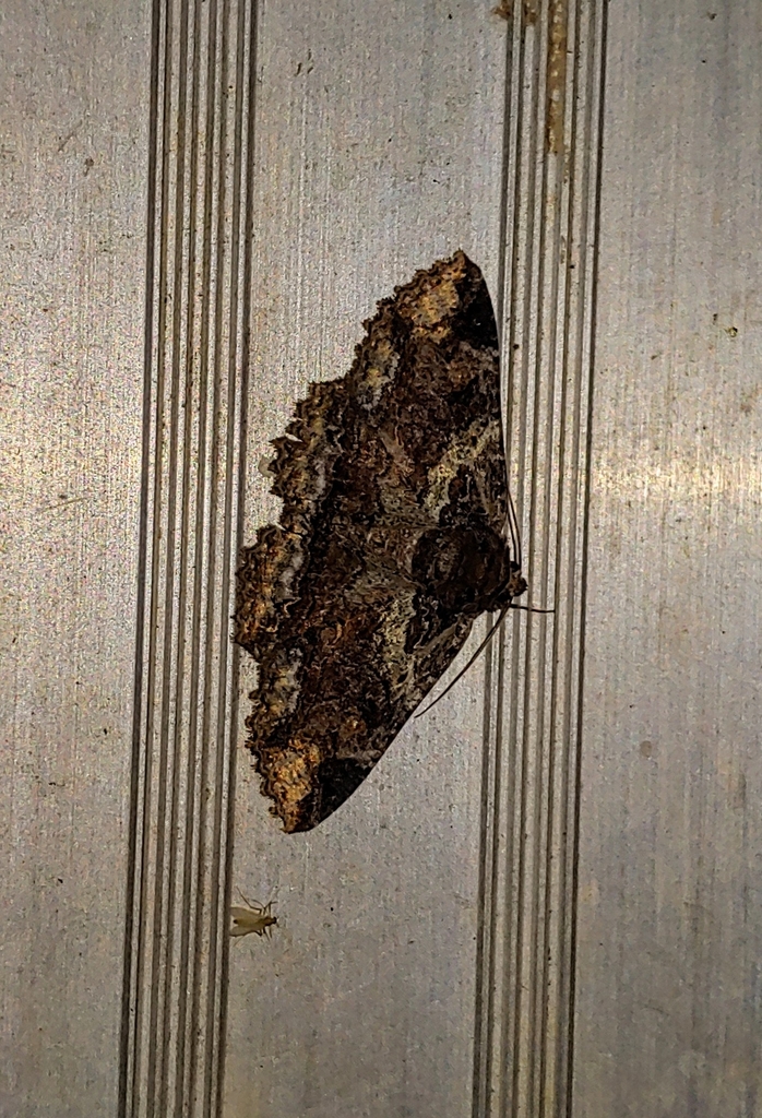 Lunate Zale Moth from Cosby, TN 37722, USA on May 3, 2022 at 12:55 AM ...