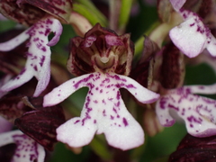 Orchis purpurea