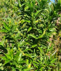 Cliffortia phillipsii