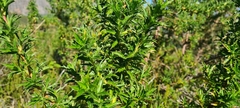 Cliffortia phillipsii